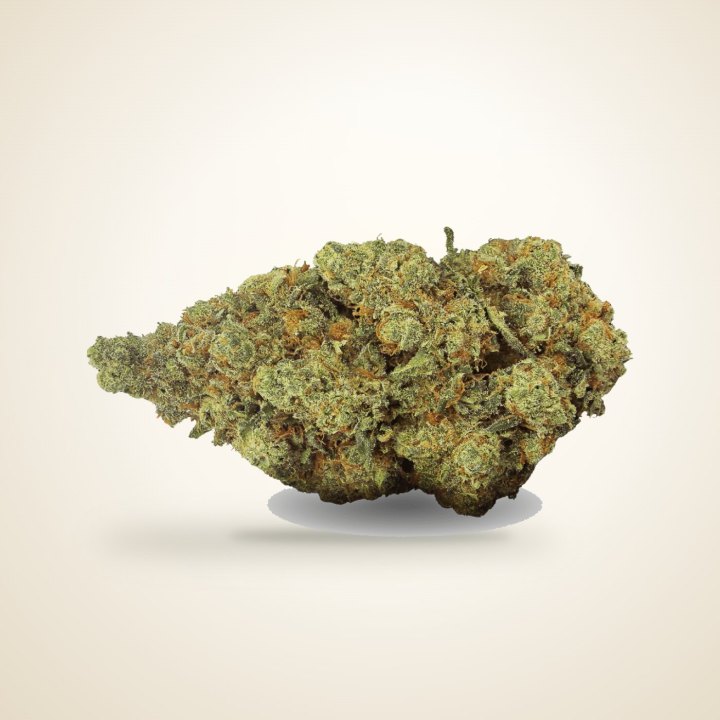 Amnesia Haze CBD — Big Bud indoor hydro | BuddySens