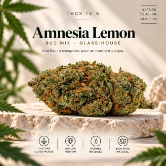 Amnesia Lemon THCX en calibre Bud Mix, posée sur une pierre claire