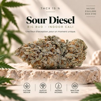 Sour Diesel CBD – Big Bud – Indoor Cali
