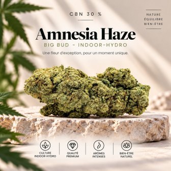 Amnesia Haze CBD — Big Bud indoor hydro | BuddySens
