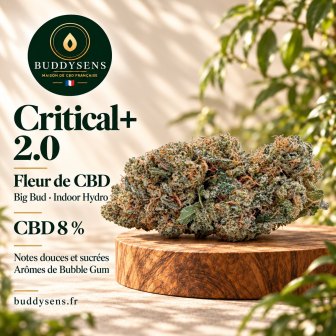 Critical+ 2.0
