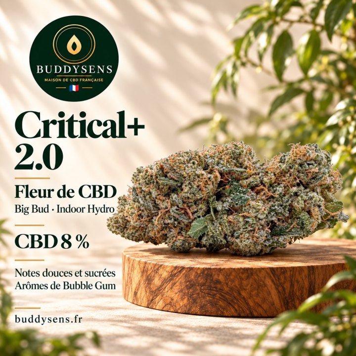 Critical+ 2.0
