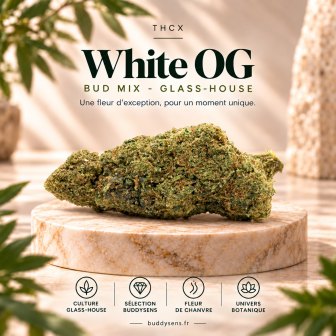 Sommité de White OG Buddy THCX, calibre Bud Mix, sur un socle en marbre