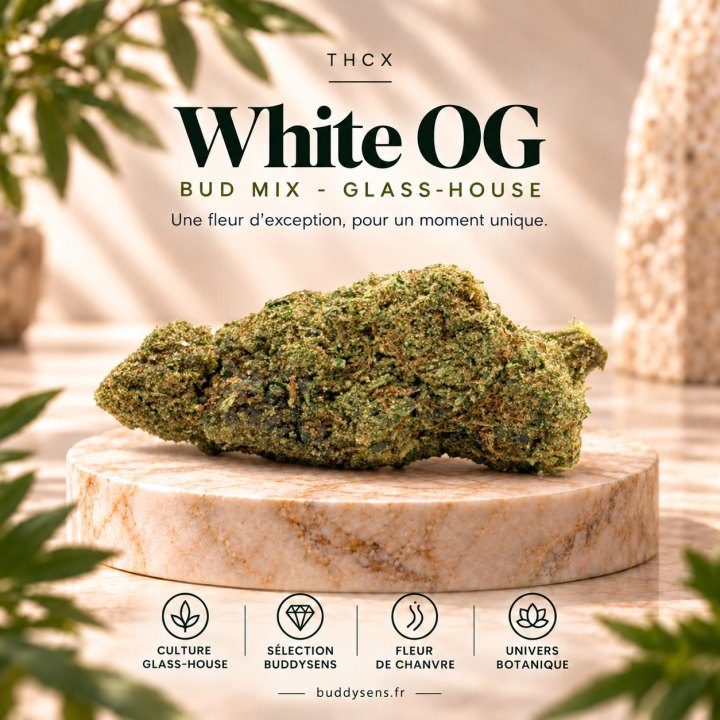 Sommité de White OG Buddy THCX, calibre Bud Mix, sur un socle en marbre