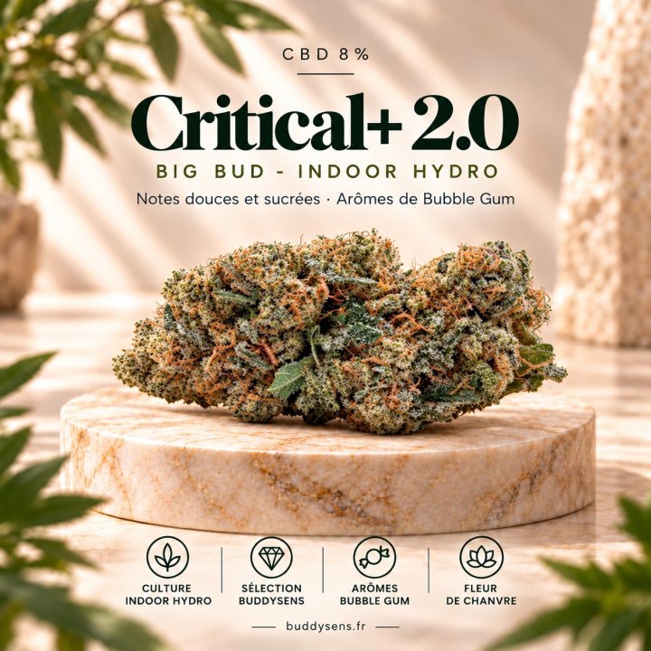 Sommité de Critical+ 2.0 CBD, calibre Big Bud, sur un socle en marbre